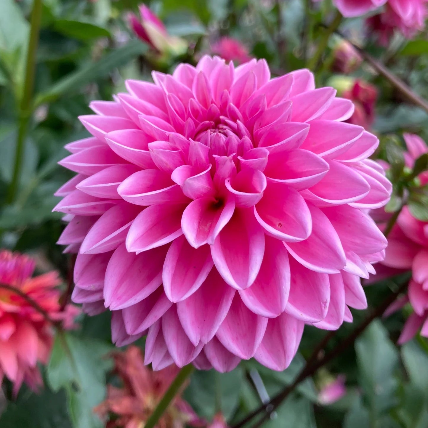 Pink Sylvia