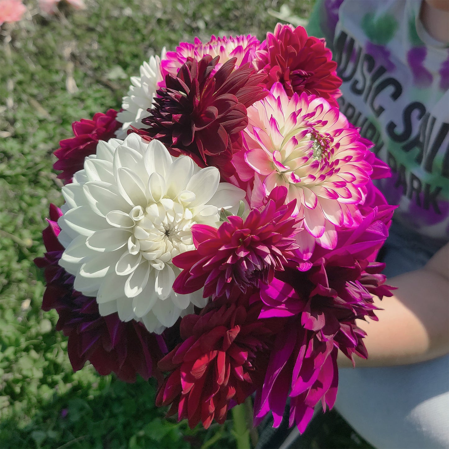 2025 Dahlia Share