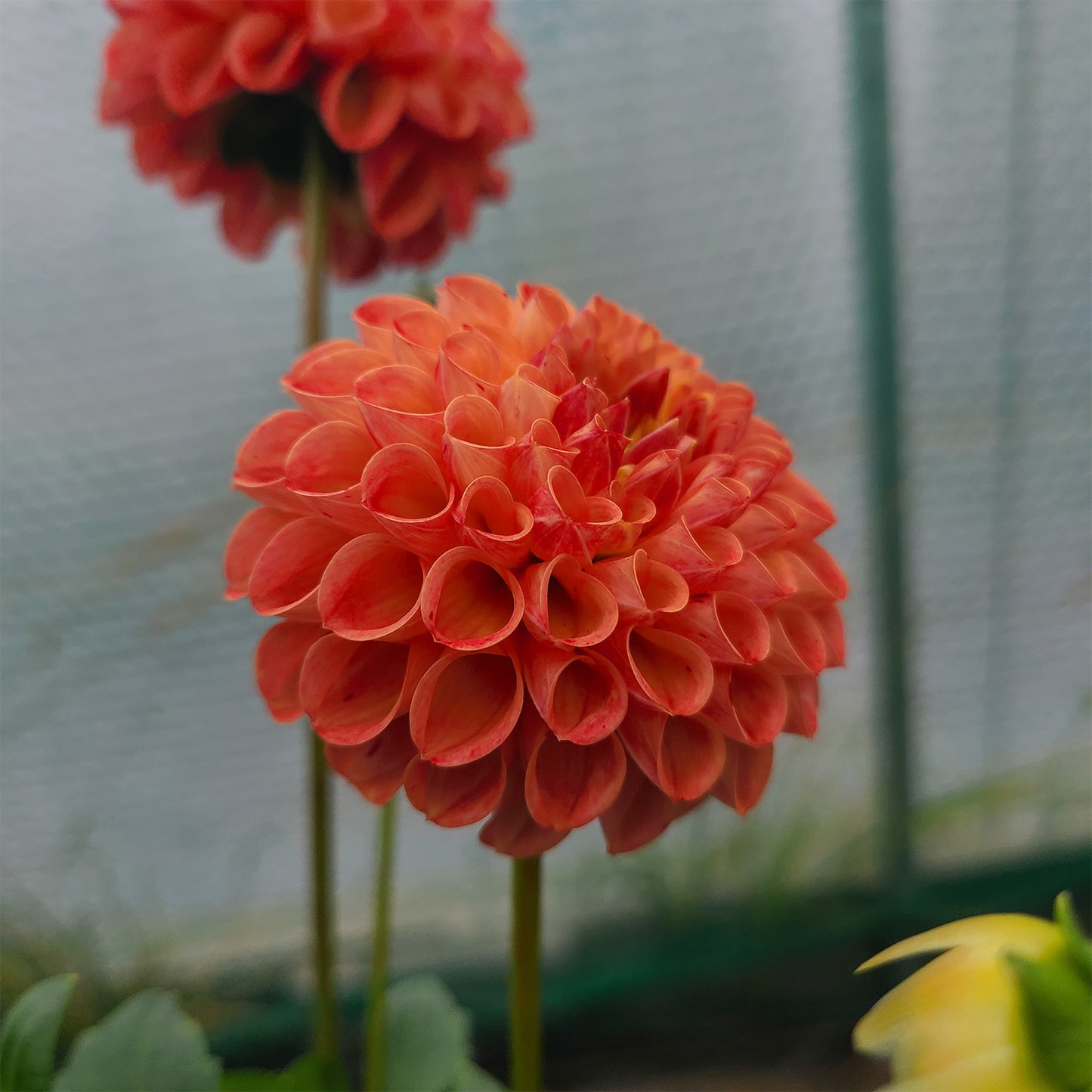 2025 Dahlia Share
