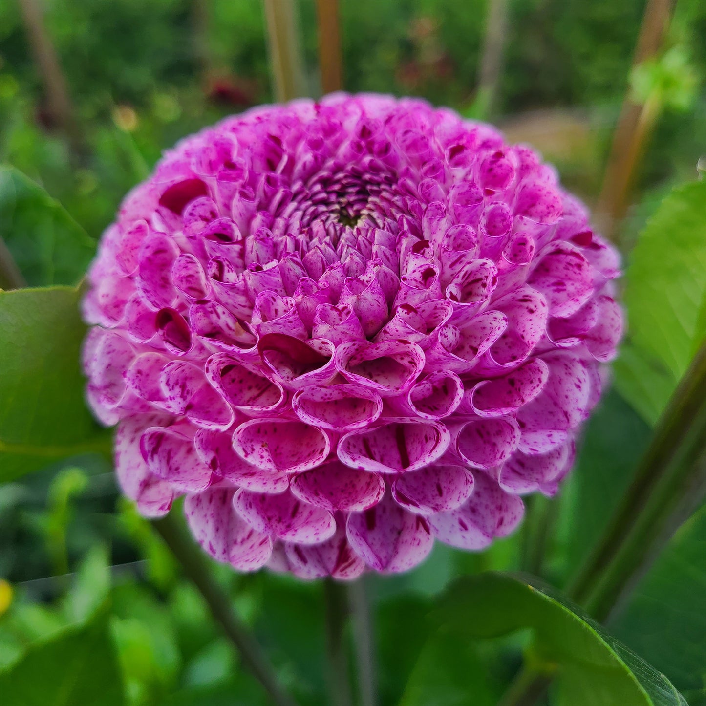 2025 Dahlia Share
