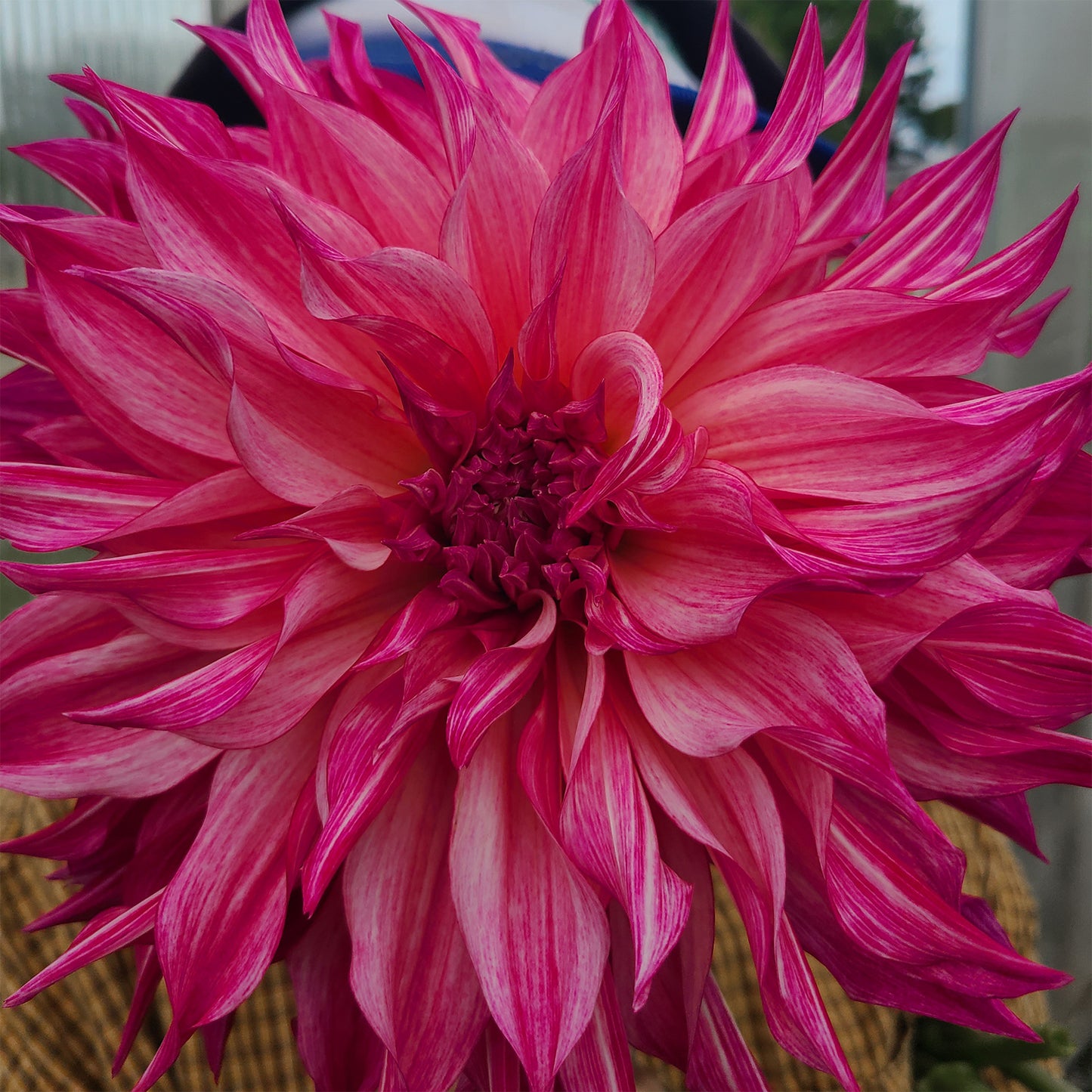 2025 Dahlia Share