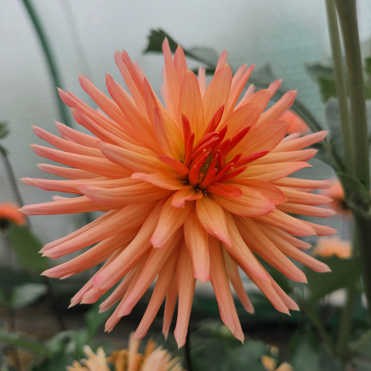 2025 Dahlia Share