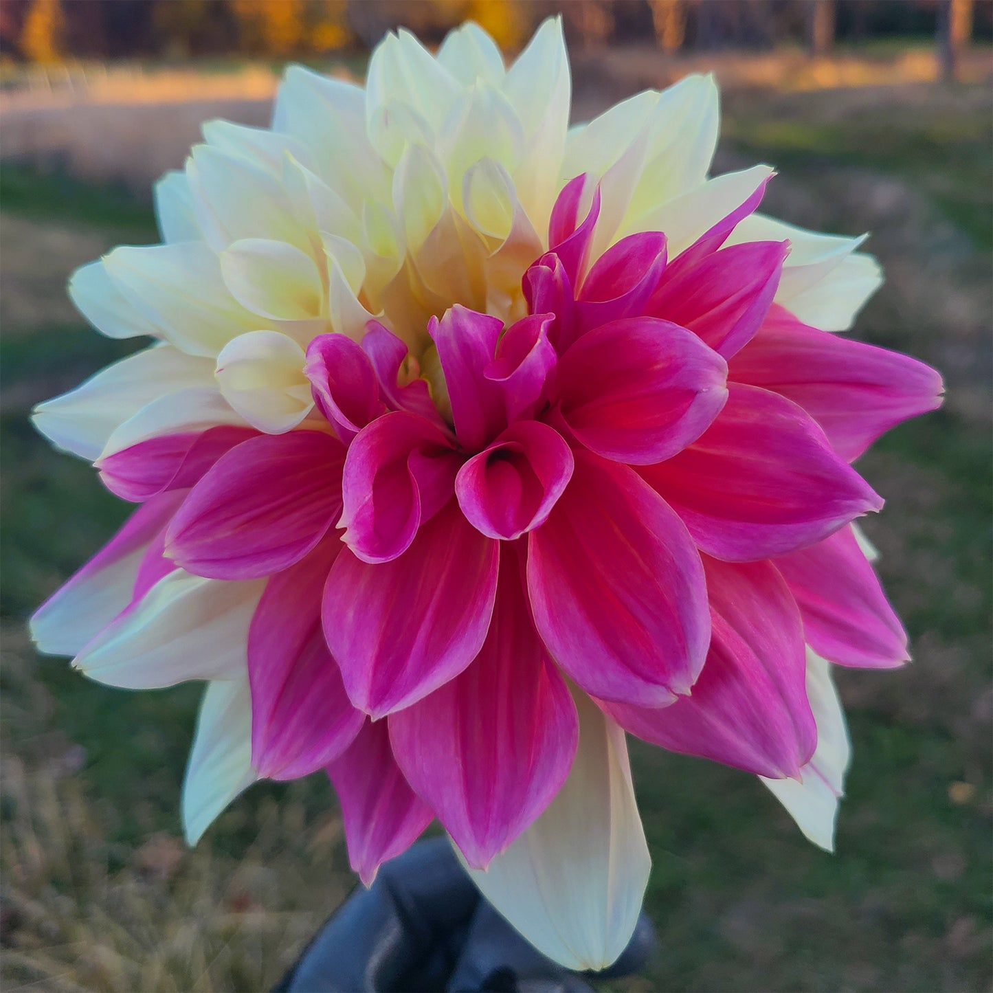 2025 Dahlia Share