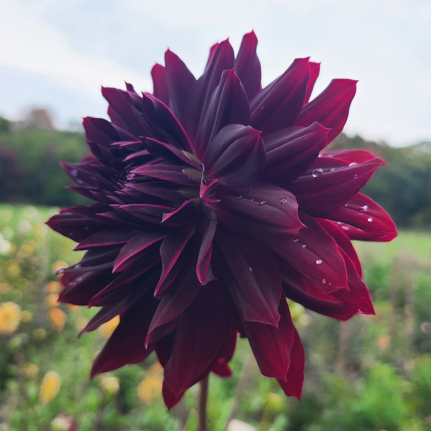 2025 Dahlia Share