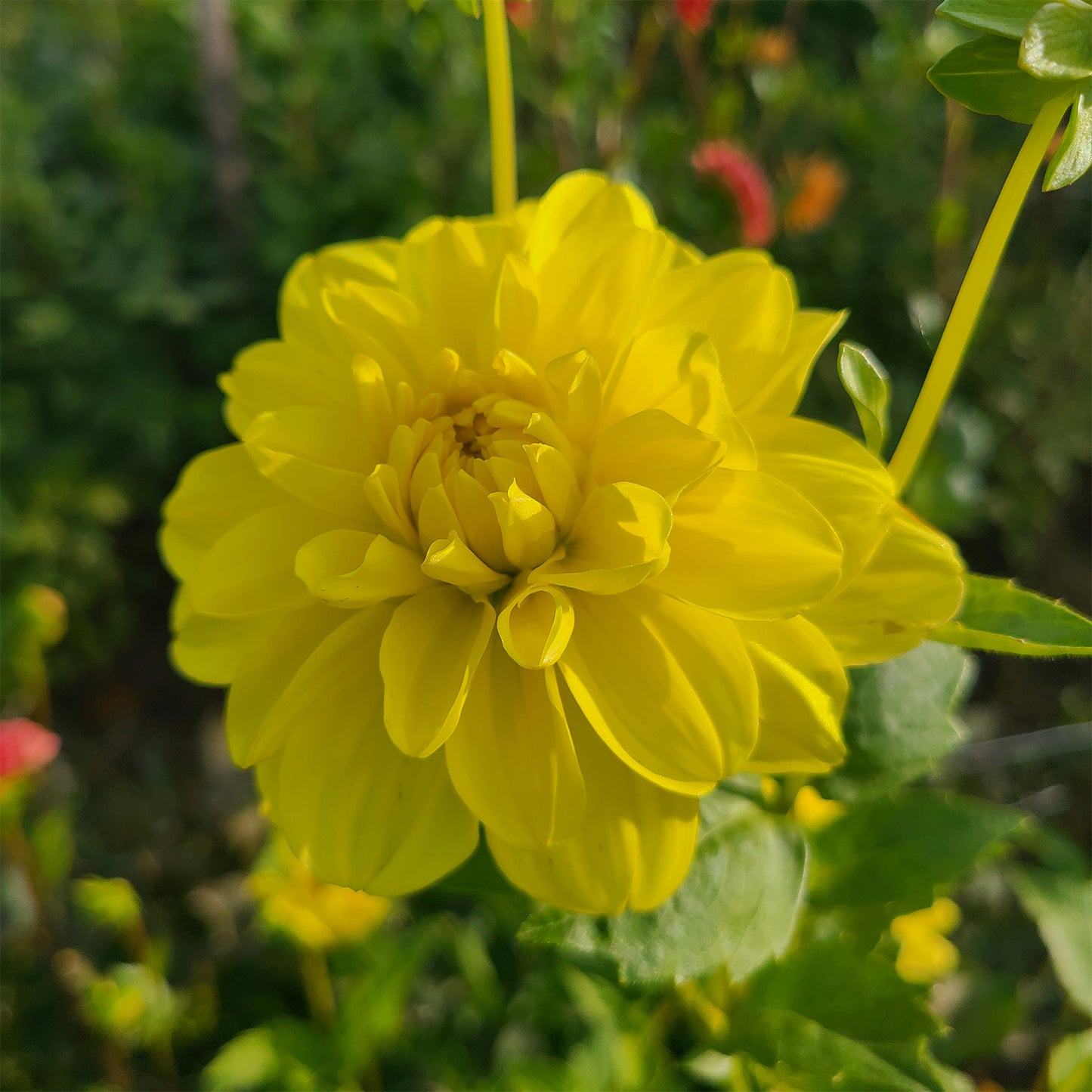 2025 Dahlia Share