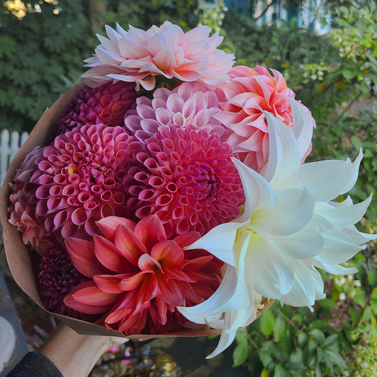 2025 Dahlia Share